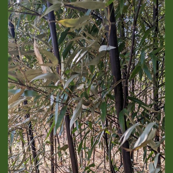 Bamboo Photographic Art Print - Picture 1 of 12